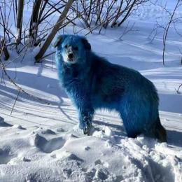 Os Misteriosos Cães Azuis de Chernobyl: A Verdade por Trás dos Animais Radioativos