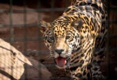 Onça-pintada em risco de extinção na Amazônia