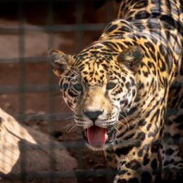 Onça-pintada em risco de extinção na Amazônia