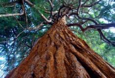 Pau-brasil a árvore que o Brasil quase perdeu
