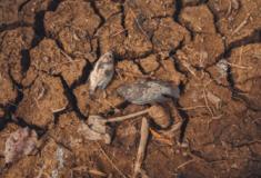 Mudanças climáticas e o El Niño extremo, até que ponto isso é verdade?