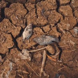 Mudanças climáticas e o El Niño extremo, até que ponto isso é verdade?