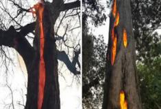 A “Árvore do Diabo”: O Mistério da Árvore que Queimava por Dentro