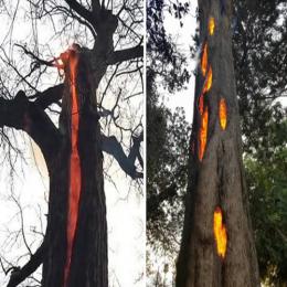 A “Árvore do Diabo”: O Mistério da Árvore que Queimava por Dentro