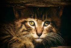 Cuidados Essenciais para Gatos Filhotes Abandonados: Um Guia Completo