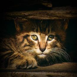 Cuidados Essenciais para Gatos Filhotes Abandonados: Um Guia Completo