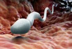 Exercícios físicos podem aumentar a quantidade de espermatozoides
