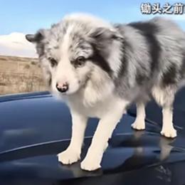 Cachorro influencer com 1,5 milhão de seguidores é roubado, vendido a restaurante