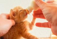 Como Alimentar um Gato Recém-Nascido Abandonado