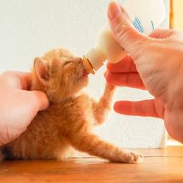 Como Alimentar um Gato Recém-Nascido Abandonado