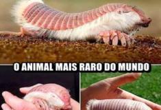 Tatu-fada-rosa: conheça o menor tatu do mundo e uma das espécies mais raras do planeta