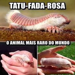 Tatu-fada-rosa: conheça o menor tatu do mundo e uma das espécies mais raras do planeta