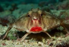 Peixe-morcego-de-lábios-vermelhos: conheça uma das criaturas mais curiosas do oceano