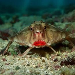 Peixe-morcego-de-lábios-vermelhos: conheça uma das criaturas mais curiosas do oceano